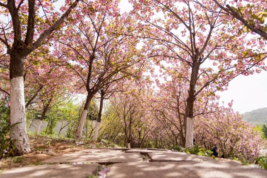 洛陽花會圖